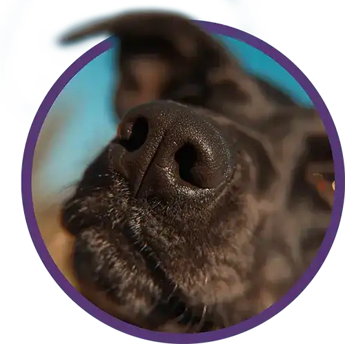 Close up of a dogs nose
