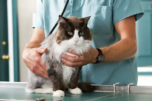 Surgery