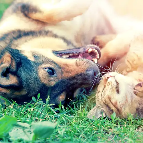 Cat and dog rolling around in the grass