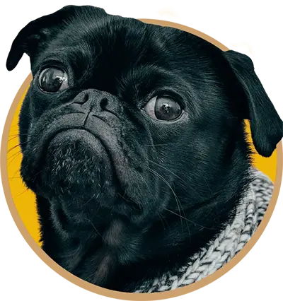 Close up of a black pug dog