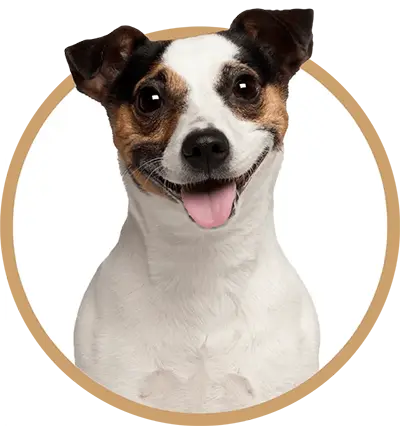 Brown and white terrier dog