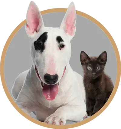 White dog and a black kitten