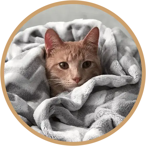 Ginger cat covered in a white and grey striped blanket