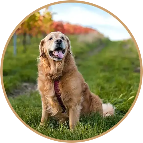 Golden retriever dog in an open field