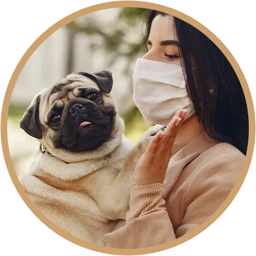 Woman wearing a white face mask is giving her Pug dog a high five