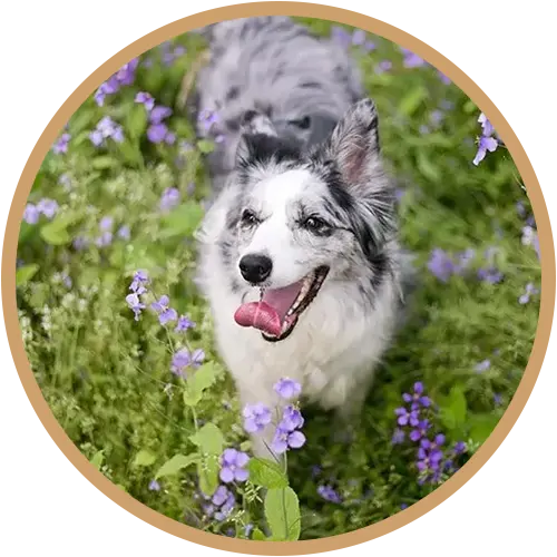 Dog walking through a field of purple flowers