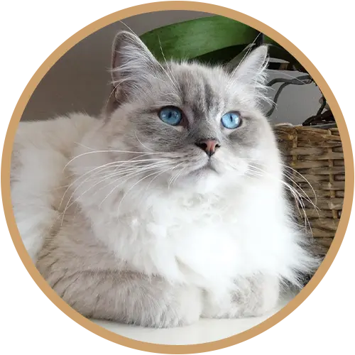 Light grey cat with blue eyes