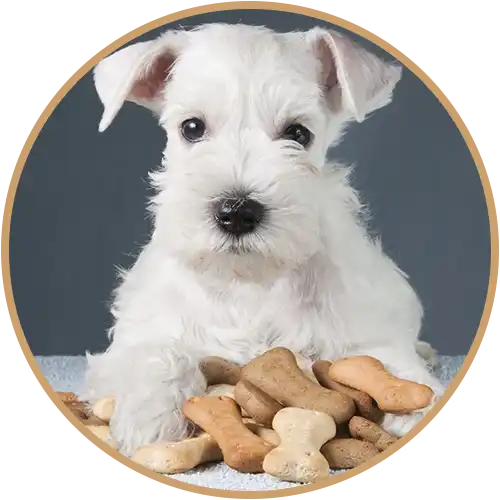 Puppy with dog dog biscuits