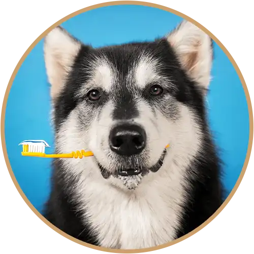 Dog holding a yellow toothbrush in its mouth