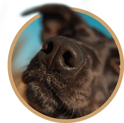 Close up of a dogs nose