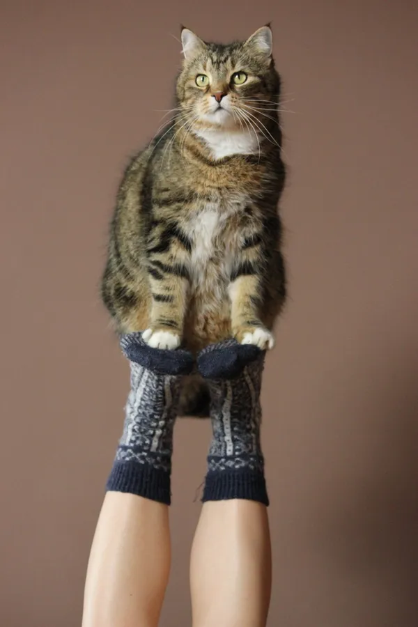 Tabby cat sitting on a person's two feet