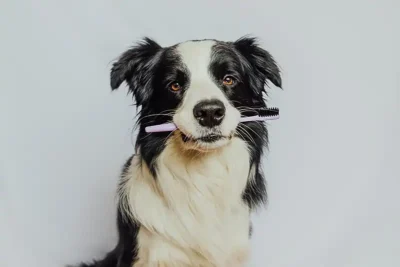 A healthy dog includes routine dental care!