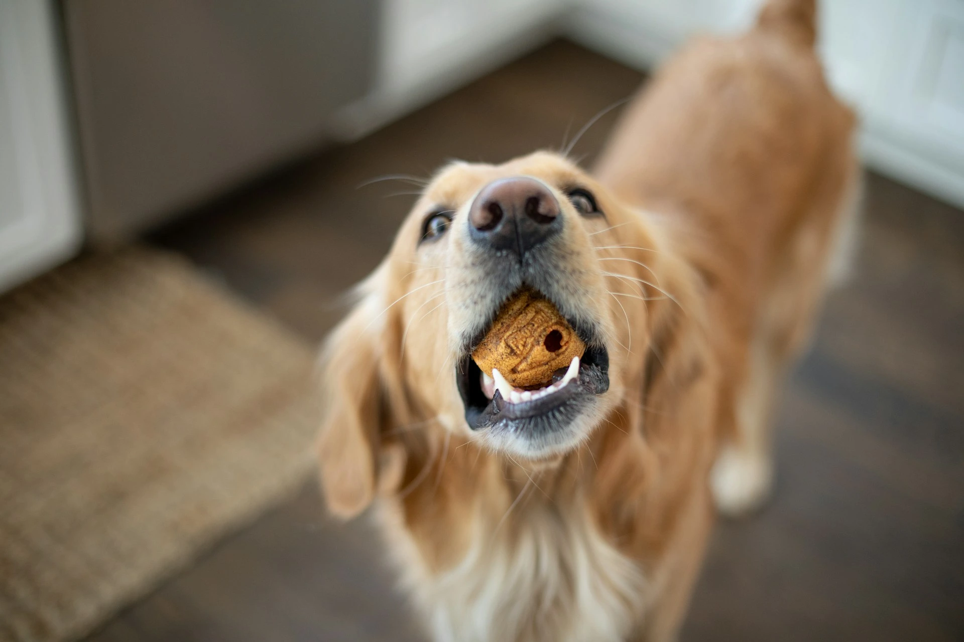 A golden retriever with a brown rubber toy held in its mouth.