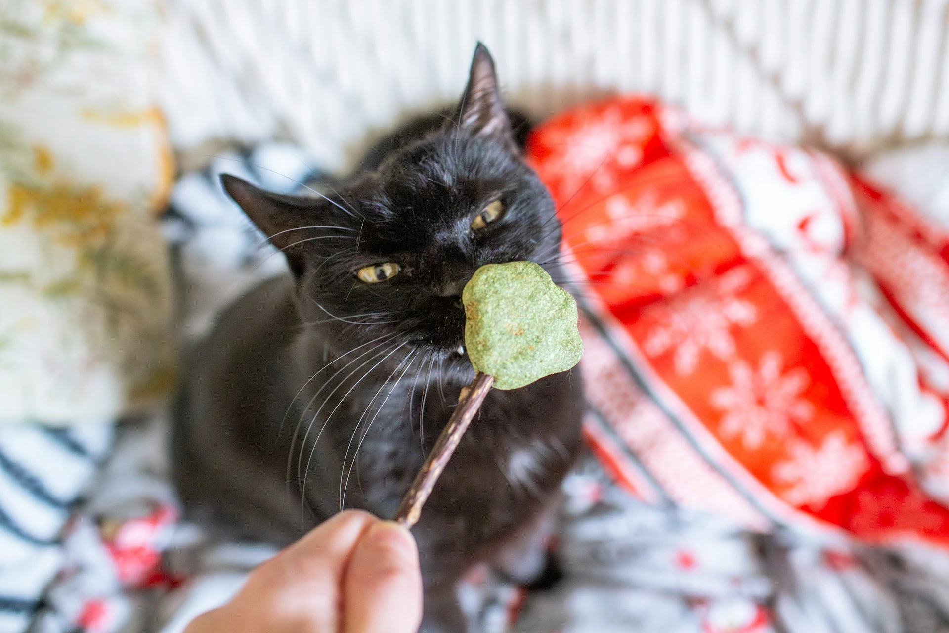 A black cat sniffs a green treat held by a person, sitting on a bed.