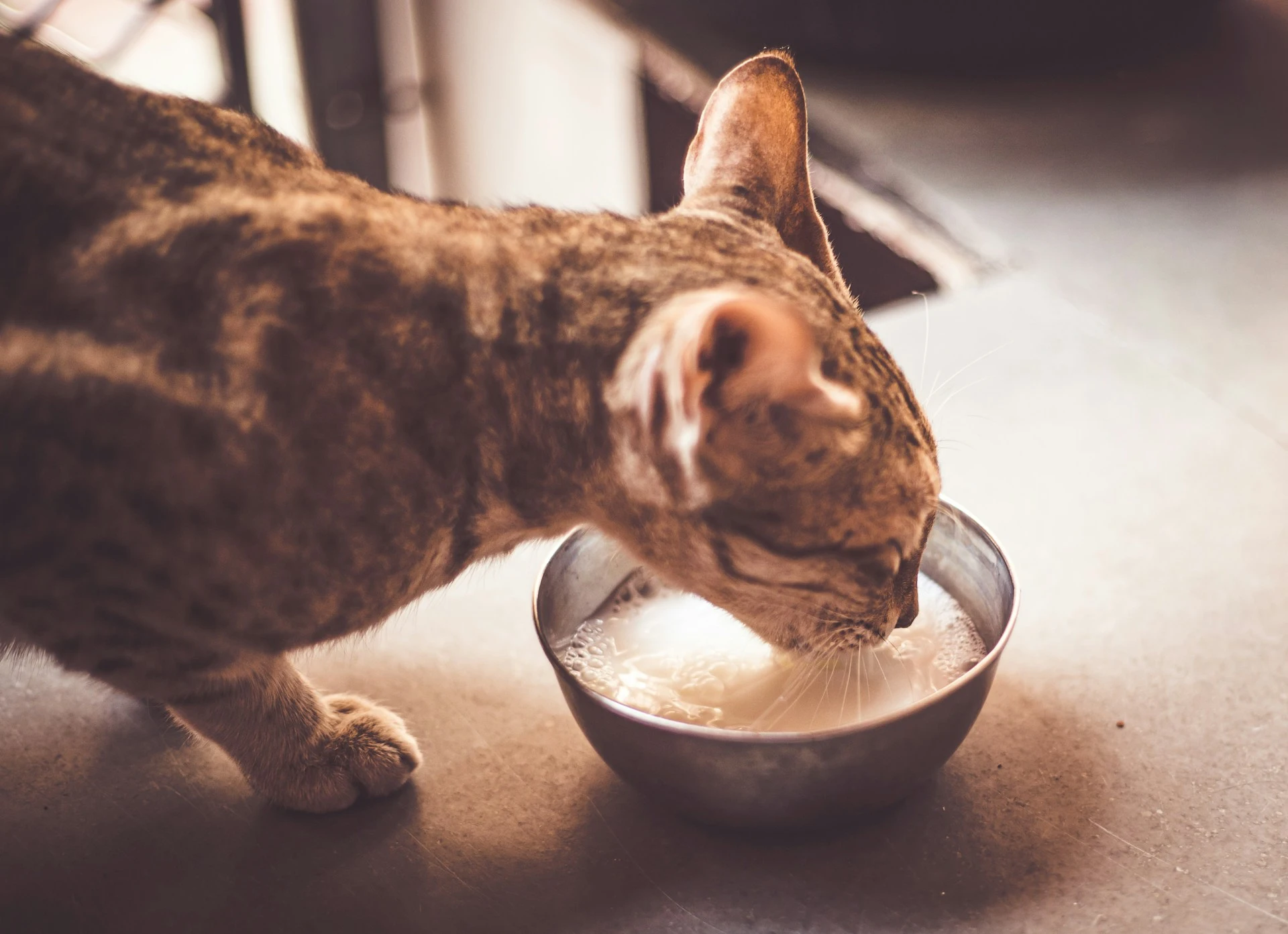 A spotted tabby cat drinks from a small metal bowl filled with milk.
